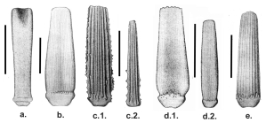 Goniocidaris (secondary spines)