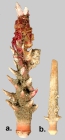 Goniocidaris (primary spines)