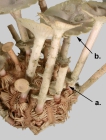 Goniocidaris (primary spine dentition)
