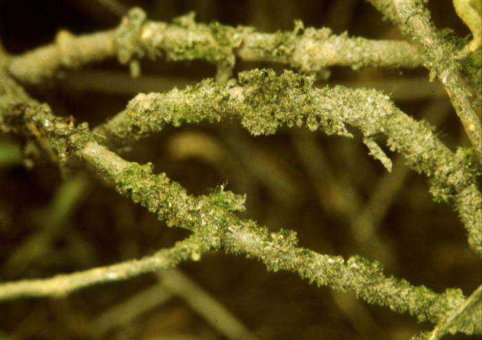 Tolypothrix tenuis Tolypothrix tenuis