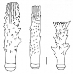 Goniocidaris corona (spines)