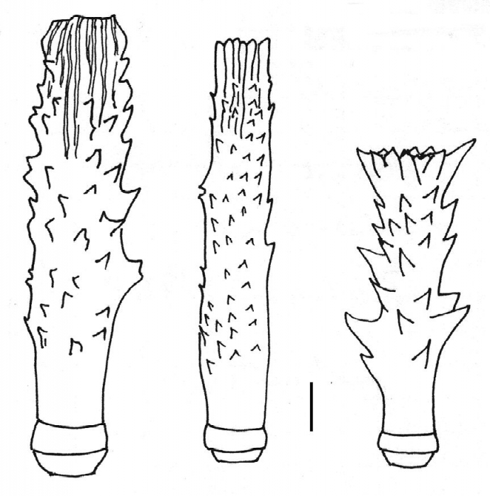 Goniocidaris corona (spines)
