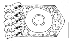Goniocidaris corona (interambulacral + ambulacral plates)