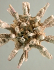 Goniocidaris corona (aboral)