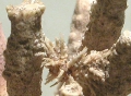 Echinodermata (echinoderms)