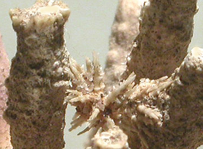 Goniocidaris corona (juvenile)
