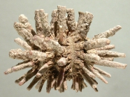 Goniocidaris corona (lateral)
