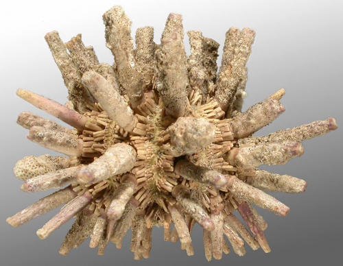 Goniocidaris corona (lateral)