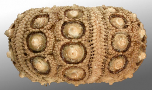 Goniocidaris corona (lateral)