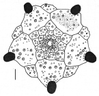 Goniocidaris (Goniocidaris) umbraculum (apical system)