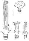 Goniocidaris (Goniocidaris) umbraculum (spines)