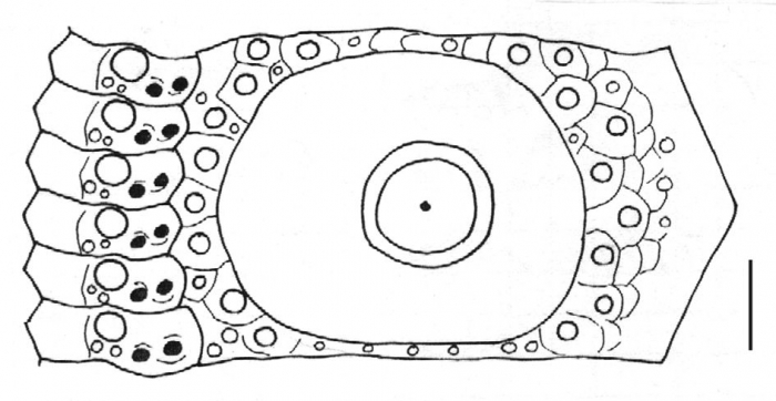 Goniocidaris (Goniocidaris) umbraculum (interambulacral + ambulacral plates)