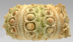 Goniocidaris (Goniocidaris) umbraculum (lateral)