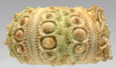 Goniocidaris (Goniocidaris) umbraculum (lateral)