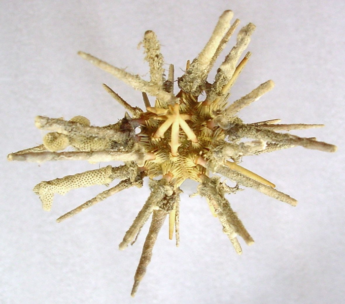Goniocidaris (Goniocidaris) umbraculum (aboral)