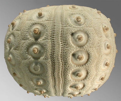 Histocidaris australiae (lateral)