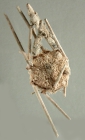 Ogmocidaris benhami (aboral)