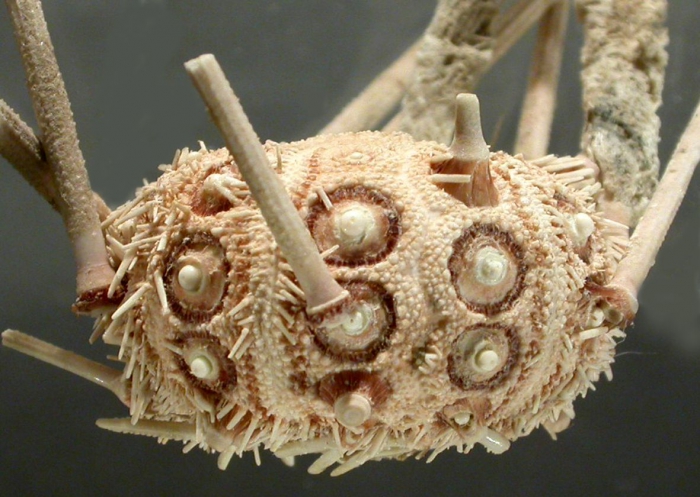 Ogmocidaris benhami (lateral)