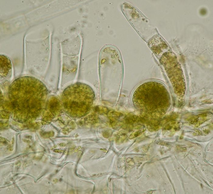 Asperococcus bullosus