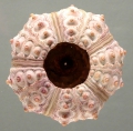 Echinodermata (echinoderms)