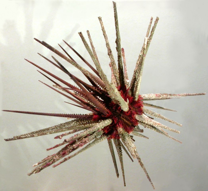Prionocidaris callista (lateral)
