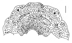 Prionocidaris australis (apical system)
