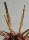 Prionocidaris australis (primary spines)