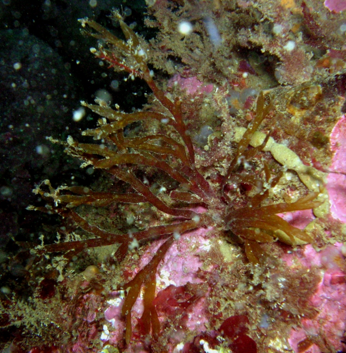 Carpomitra costata Carpomitra costata