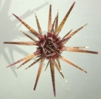 Prionocidaris australis (aboral)