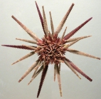 Prionocidaris australis (oral)
