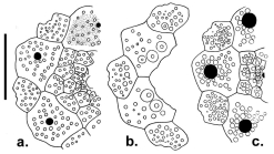 Stereocidaris sceptriferoides (apical system)