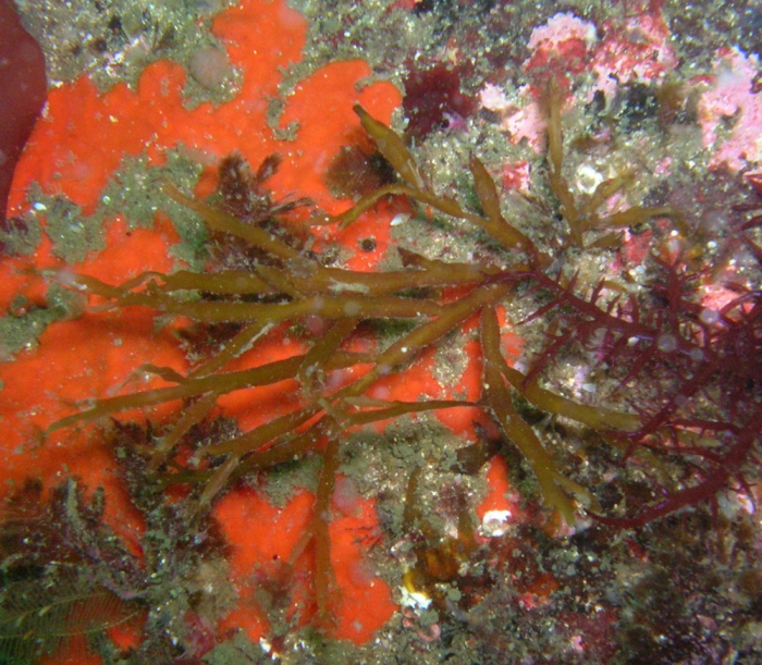 Carpomitra costata Carpomitra costata