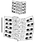 Stereocidaris sceptriferoides (ambulacral plates)