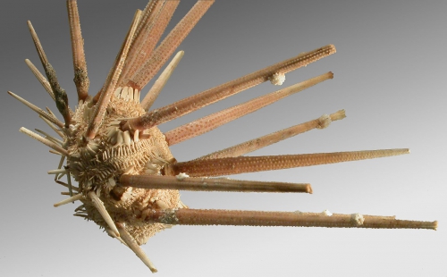 Stereocidaris sceptriferoides (lateral)