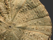 Araeosoma thetidis (aboral, close-up)