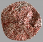 Calveriosoma gracile (aboral)
