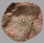 Calveriosoma gracile (oral)