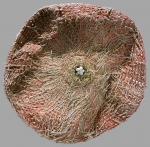 Calveriosoma gracile (oral)
