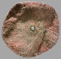 Echinodermata (echinoderms)