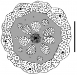 Aspidodiadema tonsum (apical system)