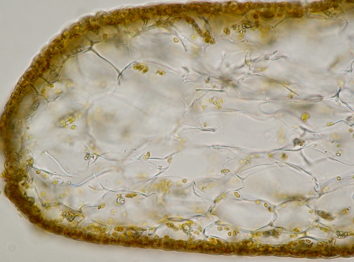 Carpomitra costata Carpomitra costata