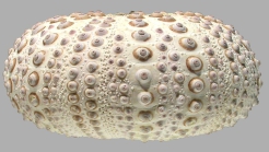 Centrostephanus rodgersii (lateral)
