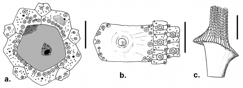 Caenopedina novaezealandiae (apical disc, coronal plates and primary spine base)