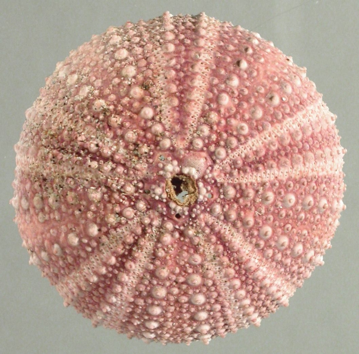 Pseudechinus albocinctus (aboral)