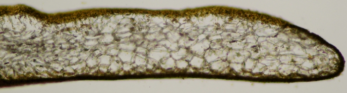 Carpomitra costata Carpomitra costata