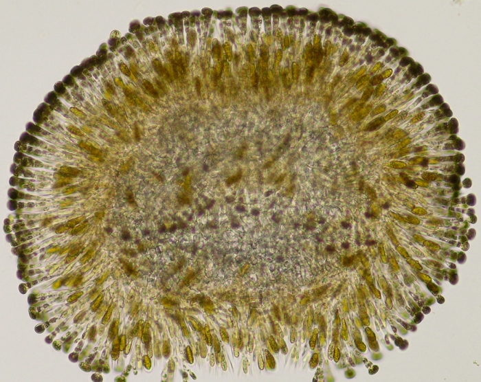 Carpomitra costata Carpomitra costata
