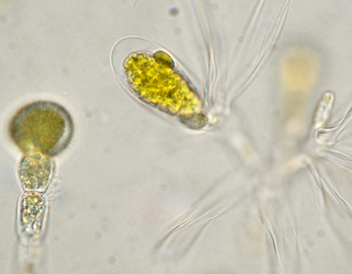 Carpomitra costata Carpomitra costata