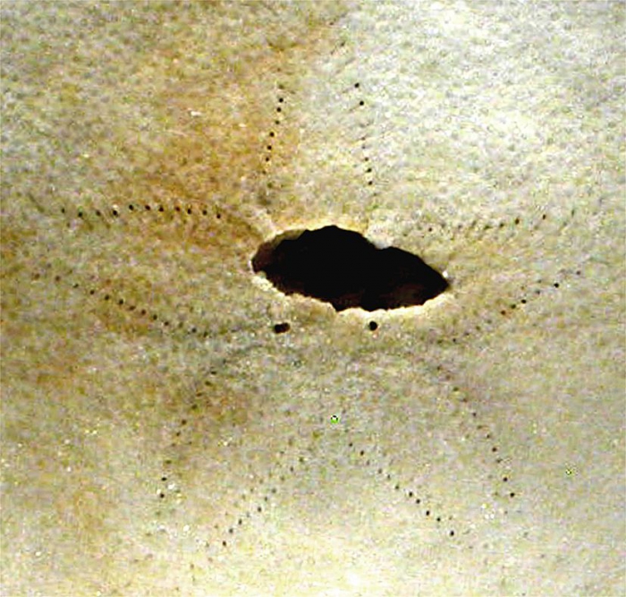 Peronella hinemoae (test, petaloid area)