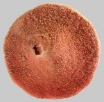 Peronella hinemoae (aboral)
