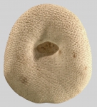 Apatopygus recens (oral)